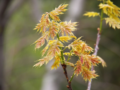 [A grouping of very tiny, green-with-a-hint-of-purple tree leaves.]